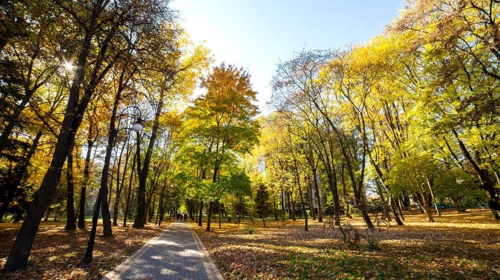 A serene outdoor setting with trees and a path, highlighting outdoor suicide cleanup challenges in natural environments.